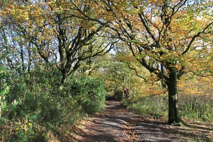 Sunnyhurst Woods Darwen Lancashire